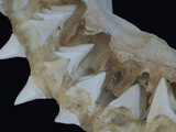 Close Up of Great White Shark Jaw (Carcharodon Carcharias)