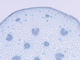 Cross-Section of a Trillium Stem Showing Vascular Bundles  a Monocot  LM X7