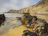 Kelp and Various Invertebrates Covering Rocks at Low Tide