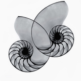 X-Ray of Nautilus Shells