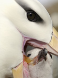 Black-Browed Albatross Feeding its Chick in the Nest (Diomedea Melanophris)  Falkland Islands