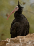 Northern Bald Ibis or Waldrapp (Geronticus Eremita) an Endangered Species  Captivity