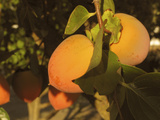 Persimmons Growing on a Tree