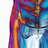 Human Male Hip Showing Bones and Muscles