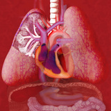 Human Cardiovascular System Illustration