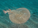 Marbled Torpedo Ray (Torpedo Marmorata)