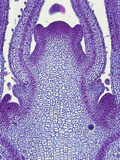 Longitudinal Section of the Stem Tip or Meristem of a Sage (Salvia)  LM X30