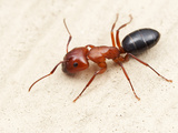 Carpenter Ant (Camponotus Sayi)  Austin  Texas  USA