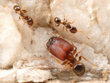 Ants (Pheidole Tepicana)  Arizona  USA