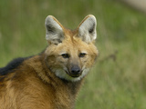 Maned Wolf Head (Chrysocyon Brachyurus)  an Endangered Species  Captive