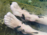 Strikers (Cyprinion Macrostomus Macrostomus)  Lickers (Garra Rufa Obtusa) Fish Therapy Spas