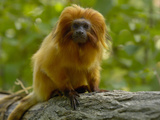 Golden Lion Tamarin (Leontopithecus Rosalia Rosalia)  Captive