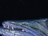 Close Up of the Great Barracuda Open Mouth  Teeth  and Eye (Sphyraena Barracuda)