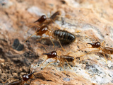 Termites (Tenuirostritermes)