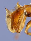 Ant Head (Cephalotes Clypeatus)  Sao Paulo  Brazil