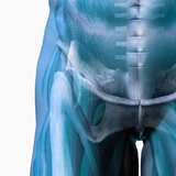 Human Male Hip Showing Bones and Muscles