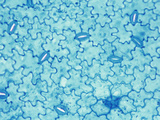 Geranium (Pelargonium) Leaf Epidermis with Stomates  LM X60