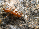Carpenter Ant (Camponotus Schaefferi)  Portal  Arizona  USA