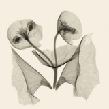 X-Ray of Euphorbia Flowers with Green Bells of Ireland Petals
