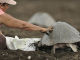 Sustainable Use of the Olive Ridley Sea Turtles (Lepidochelys Olivacea)