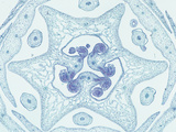 Cross-Section of the Flower Bud of a Wake Robin (Trillium)  a Monocot  LM X4