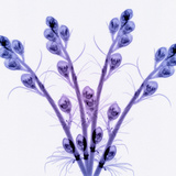 X-Ray of Flower Buds