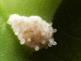 Food Bodies That Feed the Protective Cecropia Ants (Azteca) Sprouting from the Base of Cecropia