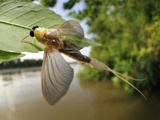 After Landing on Tisza River Bank the Male Long-Tailed Mayfly Starts to Undergoes its Last Molt