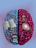 Illustration Showing the Attributes of Left and Right Brain Activity in Humans