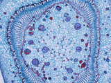 Cross-Section of a Young Basswood or Linden Stem (Tilia)  LM X12