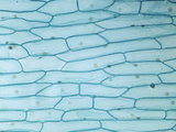 Onion Leaf Cells (Allium)  LM X25
