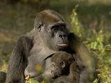 Western Lowland Gorilla (Gorilla Gorilla Gorilla) Mother Breastfeeding Young  Captive