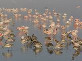 Adult and Juvenile Lesser Flamingos (Phoenicopterus Minor) Feeding  Kenya  Africa