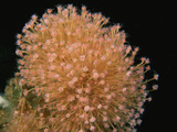 Hydroid Polyps  Tubularia 