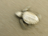 An Olive Ridley Sea Turtle Hatchling (Lepidochelys Olivacea) on its Way to the Sea