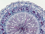 Cross-Section of a Magnolia Tree Root  LM X10