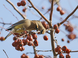Cedar Waxwing (Bombycilla Cedrorum)