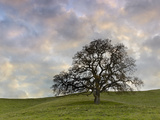 Lone Oak Tree  Lafayette  California  USA