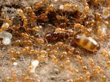 Queen and Worker Ants (Monomorium Sydneyense) in the Brood Nest  Yandoit  Victoria  Australia