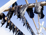 Hunted Narwhal Whale Meat Hung to Dry in the Midnight Sun at Qeqertat  Near Qaanaq