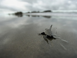 An Olive Ridley Sea Turtle Hatchling (Lepidochelys Olivacea) on its Way to the Distant Sea