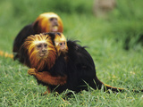 Golden-Head Lion Tamarin (Leontopithecus Chrysomelas) Female and Young  Captive