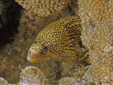 Lichen Moray (Gymnothorax Hubbsi)  Family Muraenidae  Caribbean