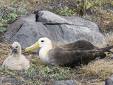 Waved Albatross with 3 Week Old Chick  Punta Suarez  Hood Island  Galapagos Islands
