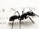 Ants (Dinoponera Australis) Posing on a Page
