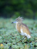 Squacco Heron with Crest Feathers Raised (Ardeola Ralloides)  Kenya