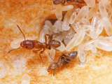 The Hollow Stem of a Cecropia Tree Houses a Colony of Fierce Cecropia Ants (Azteca Alfari)  Gamboa