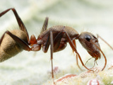 Worker Carpenter Ant (Camponotus Rosariensis) Tending Scale Insects for Honeydew  Frias