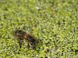 Supported by Duckweed on a Pond (Lemna) Honey Bee Fills its Crop to Carry Water Back to the Hive