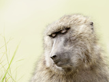 Olive Baboon (Papio Anubis)  Kenya